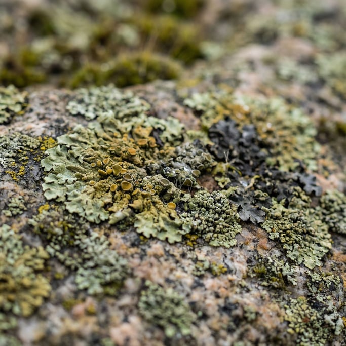 Extreme close-up of Lichen-covered granite, micro landscape of greens, yellows, and greys on rock (xeyffod)