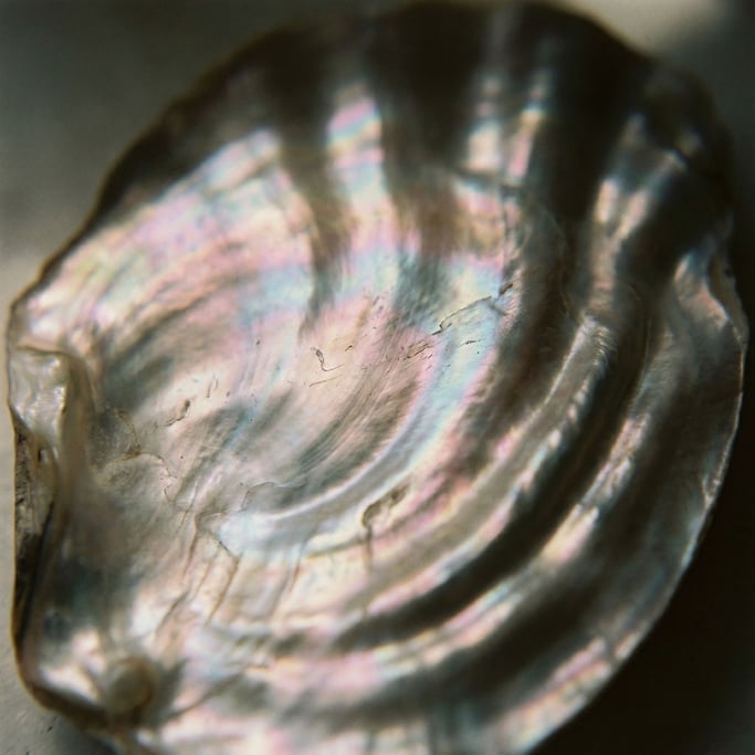 Extreme close-up of Oyster shell interior
