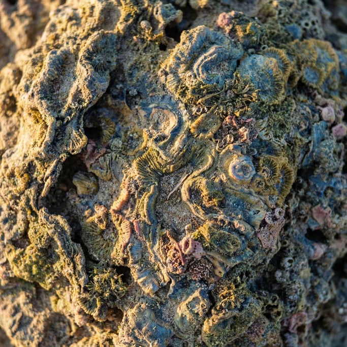 Coral reef surface in macro, polyps and tiny organisms in kaleidoscopic patterns