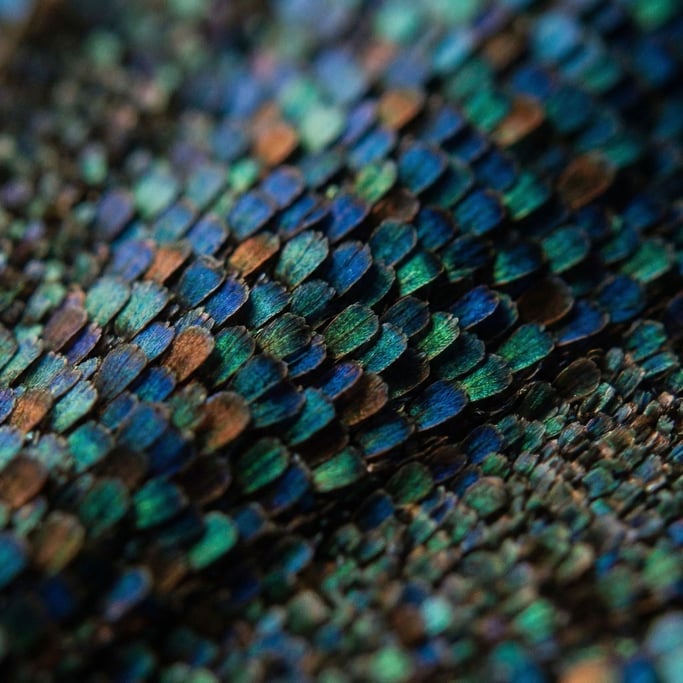 Extreme close-up of Butterfly wing scales in extreme macro, overlapping like roof tiles