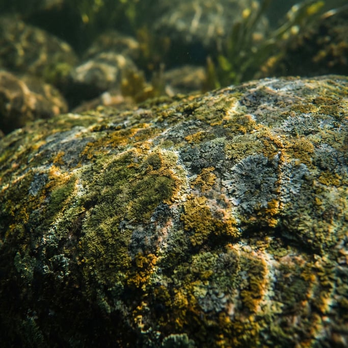 Detail photograph of Lichen-covered granite, micro landscape of greens, yellows, and greys on rock (s7zpkub)
