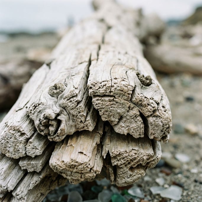 Sun-bleached driftwood grain, salt-worn smooth, silver-white with cracks and knots