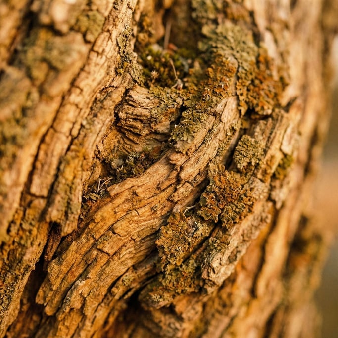 Extreme close-up of Tree bark in extreme macro (3gf4d)