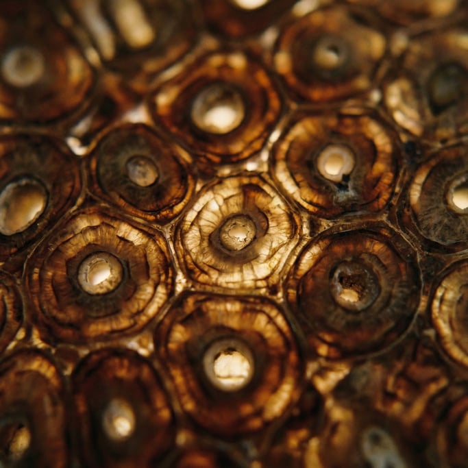 Dinosaur bone fossil in macro, mineralized cell structure visible, millions of years in one frame