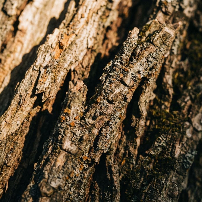 Detail photograph of Tree bark in extreme macro (mbk3z7aq)