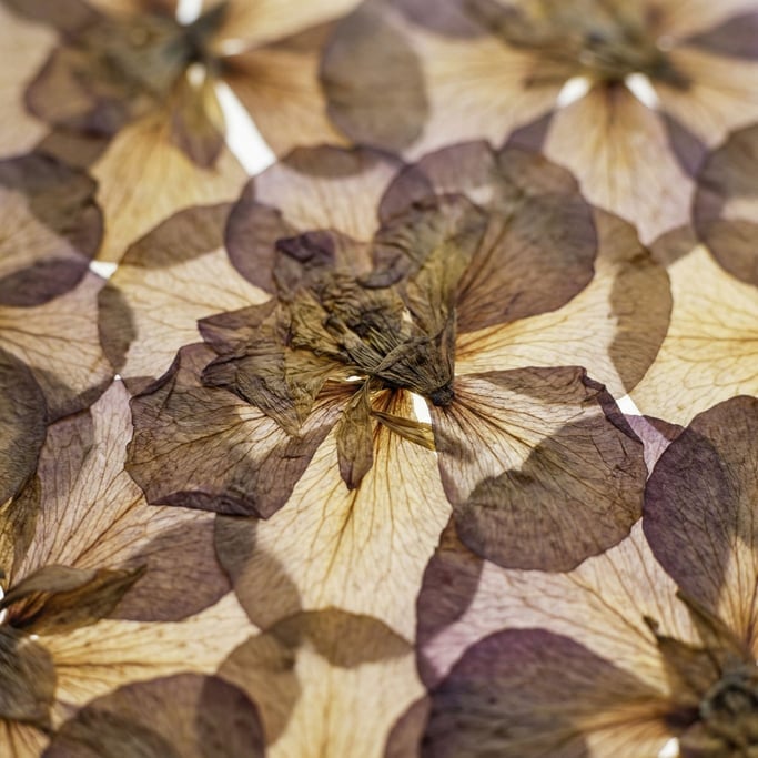 Extreme close-up of Dried flower petals pressed flat, translucent veins visible in transmitted light (tvkwxstb)