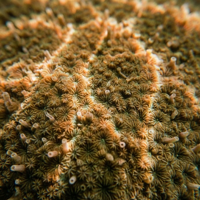 Detail photograph of Coral reef surface in macro (bijhovvg)