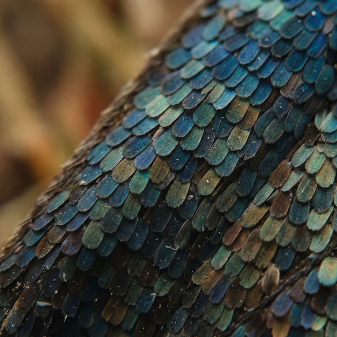 Detail photograph of Butterfly wing scales in extreme macro, overlapping like roof tiles