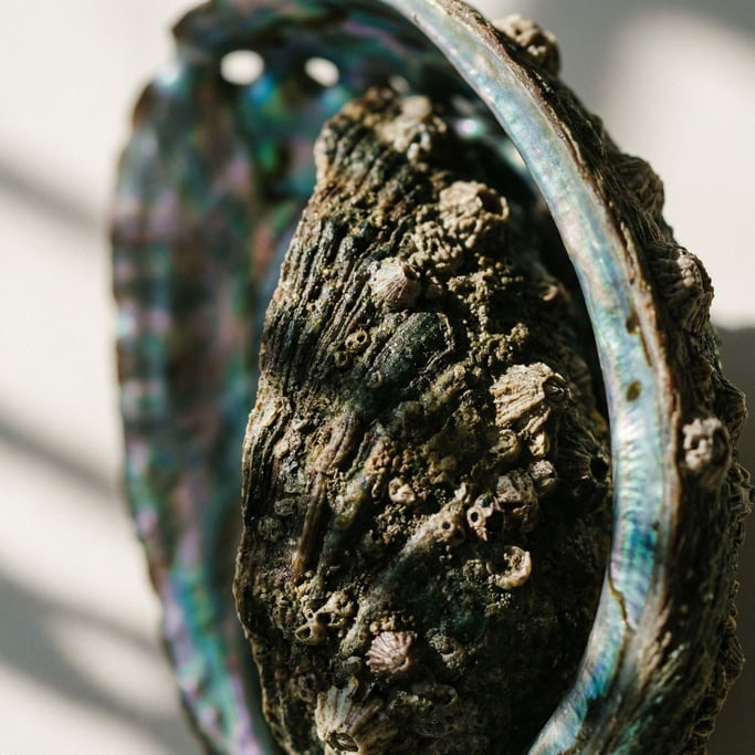 Extreme close-up of Abalone shell exterior, rough and barnacle-encrusted