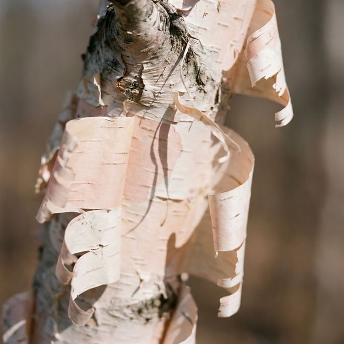 Extreme close-up of Peeling birch bark, paper-thin layers curling away from the trunk