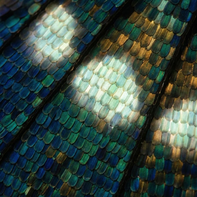 Butterfly wing scales in extreme macro, overlapping like roof tiles, iridescent structural color