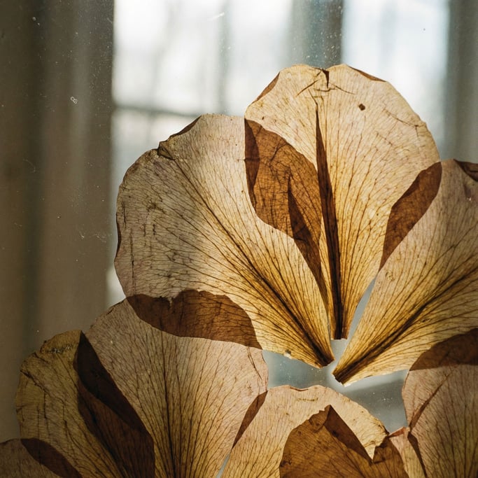 Detail photograph of Dried flower petals pressed flat