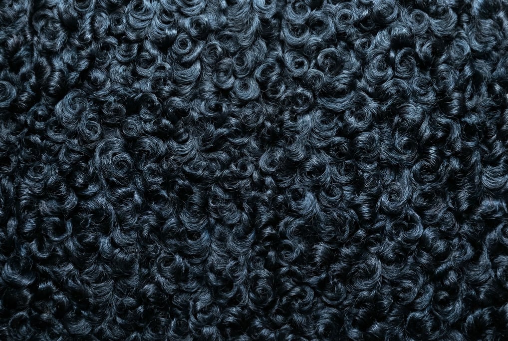 Jet-black Persian lamb fur in tight astrakhan curls covering the entire frame