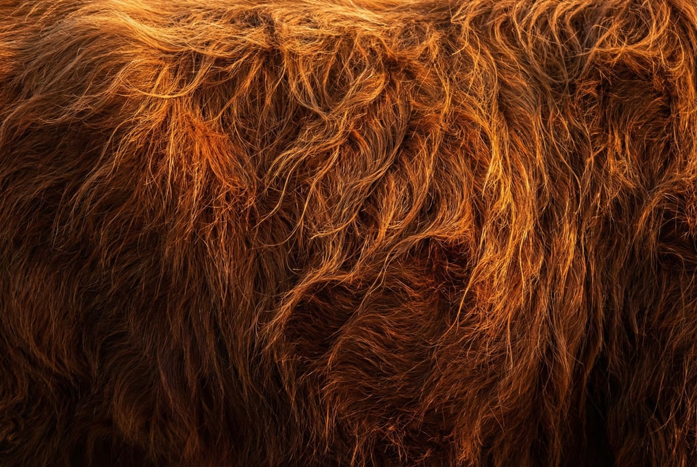 Rust-red highland cattle fur in long shaggy curtains sweeping across the frame