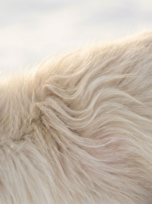 Pale arctic fox fur in pristine white with cream undertones flowing in S-curves through the image