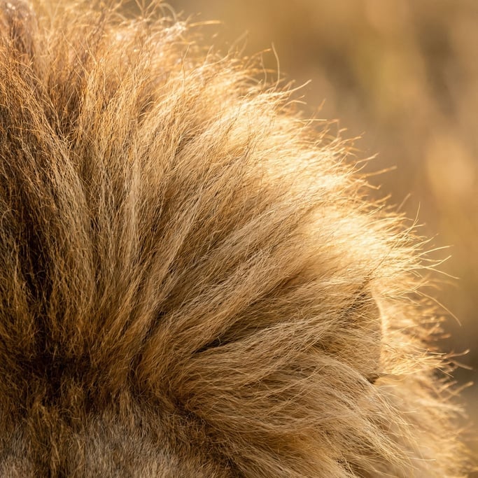 Tawny lion mane hair in thick sun-bleached waves radiating outward from the lower left corner