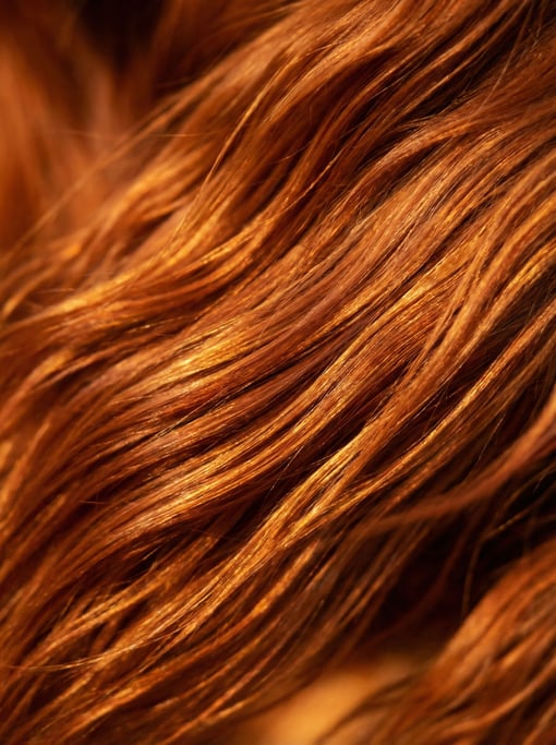 Copper-red Irish setter fur in flowing silky sheets cascading diagonally