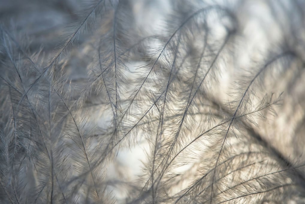 Smoke-grey ostrich plume barbs in delicate feathery fronds filling the frame