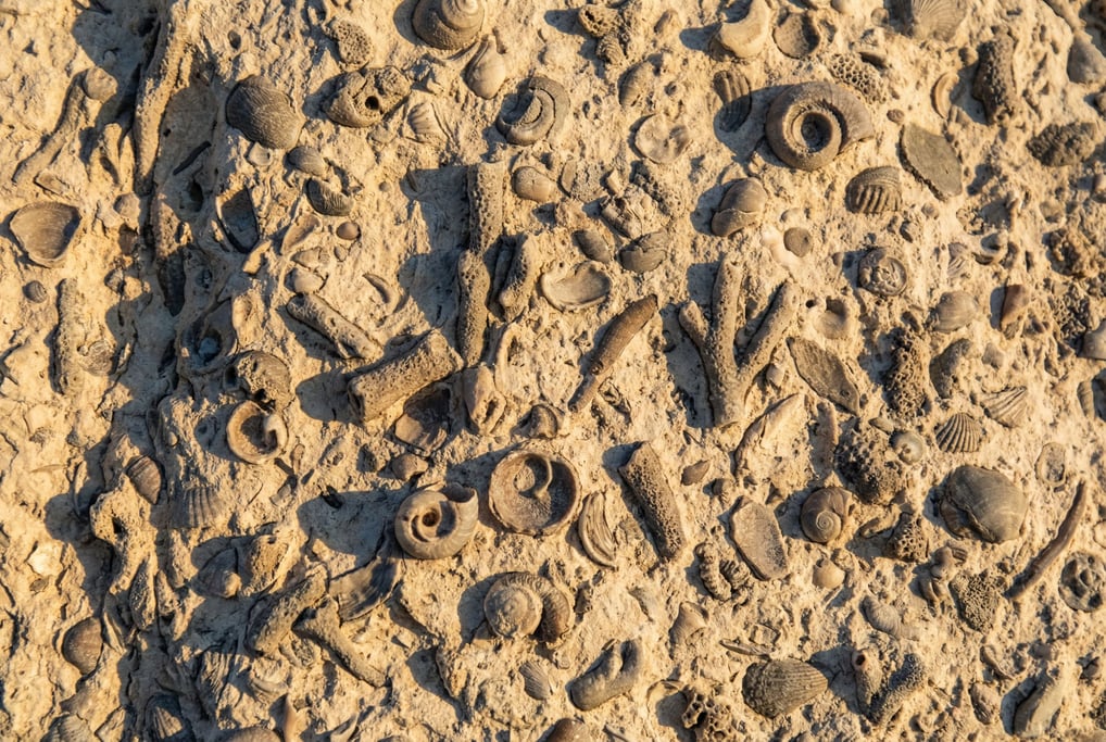 Fossil-rich limestone filling the frame with tiny shell and coral fragments embedded in a warm cream