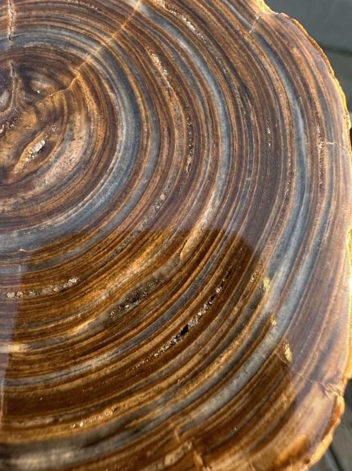 Polished petrified wood shot tight with no border showing the original tree ring pattern preserved i