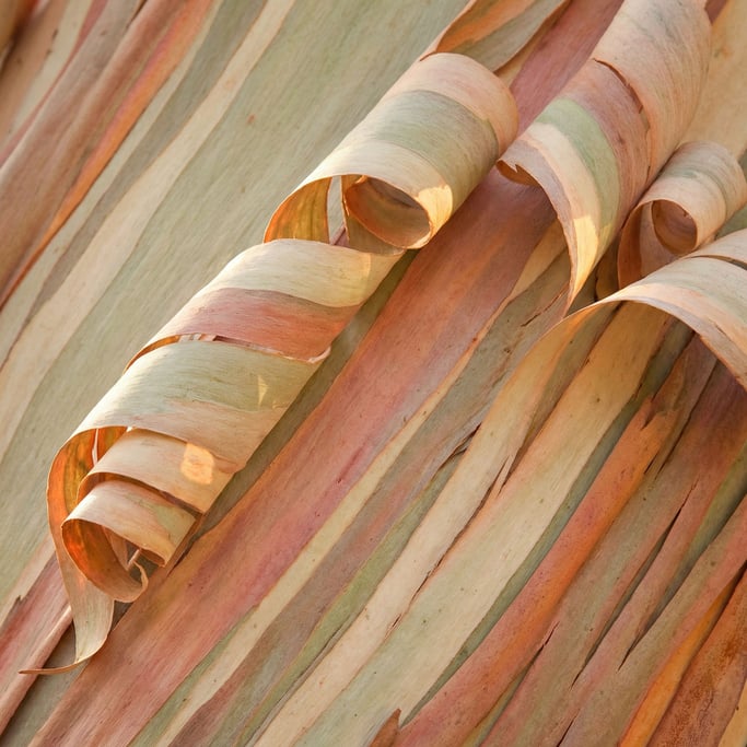 Eucalyptus bark peeling in long curled strips shot tight with no border