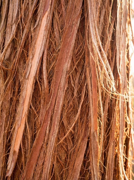 Japanese cedar bark in long vertical strips with fibrous texture shot tight with no border