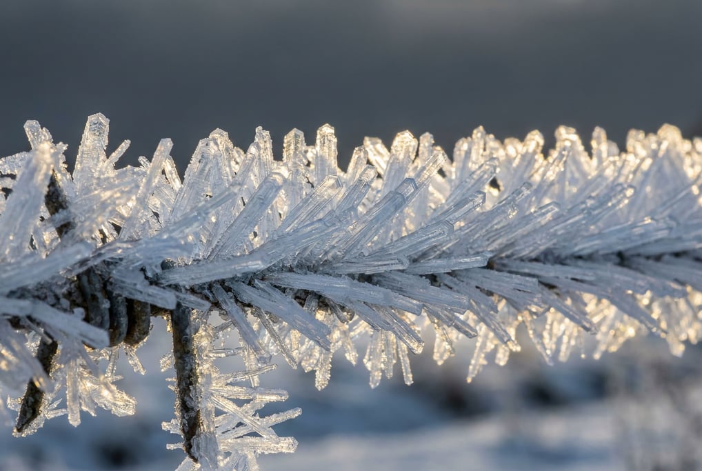 Rime ice crystals growing from a wire filling the frame