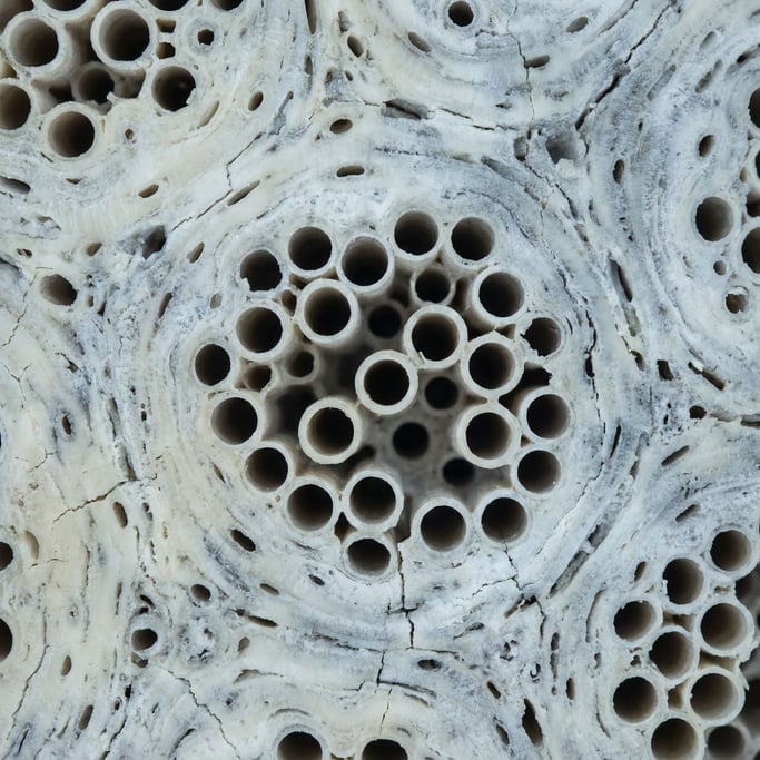 Weathered animal bone surface at extreme magnification stretching edge to edge