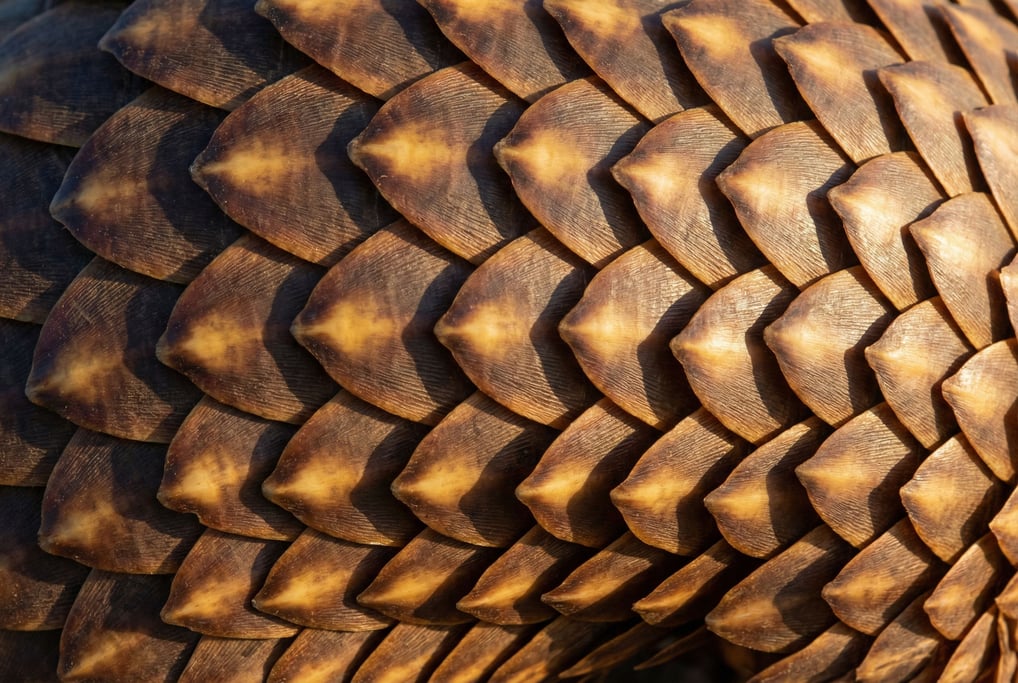 Pangolin scales in overlapping array filling the frame