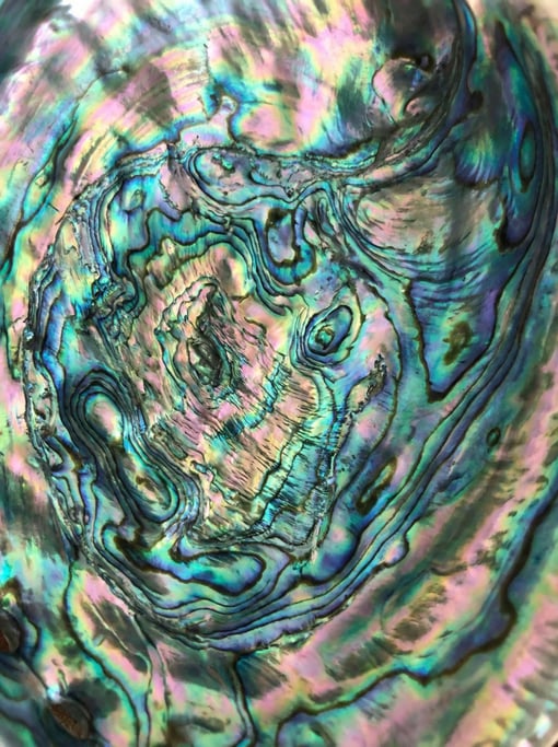 Abalone shell interior nacre consuming the entire view with its iridescent mother-of-pearl surface