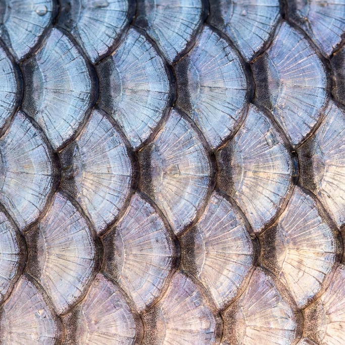 Fish scales in overlapping imbricate pattern seen in extreme close-up