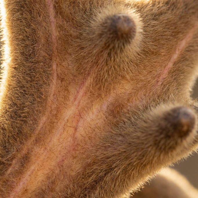 Elk antler in velvet stage at extreme close-up consuming the entire view
