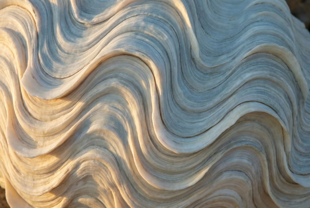 Giant clam shell interior filling the frame with undulating fluted ridges