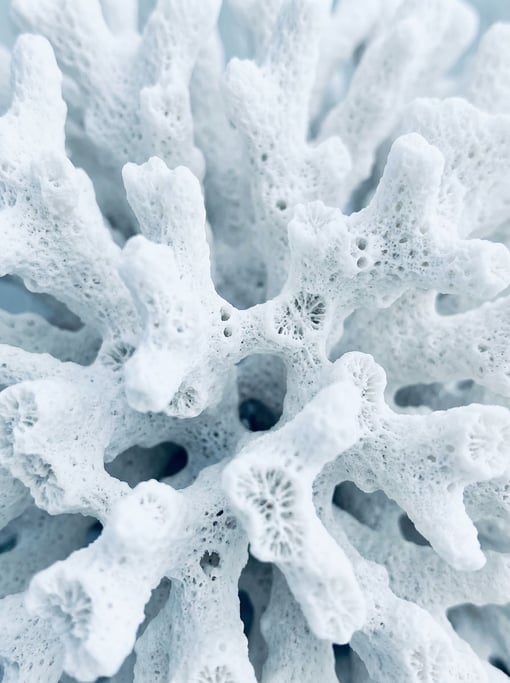 Coral skeleton bleached white seen in extreme close-up with its intricate branching structure