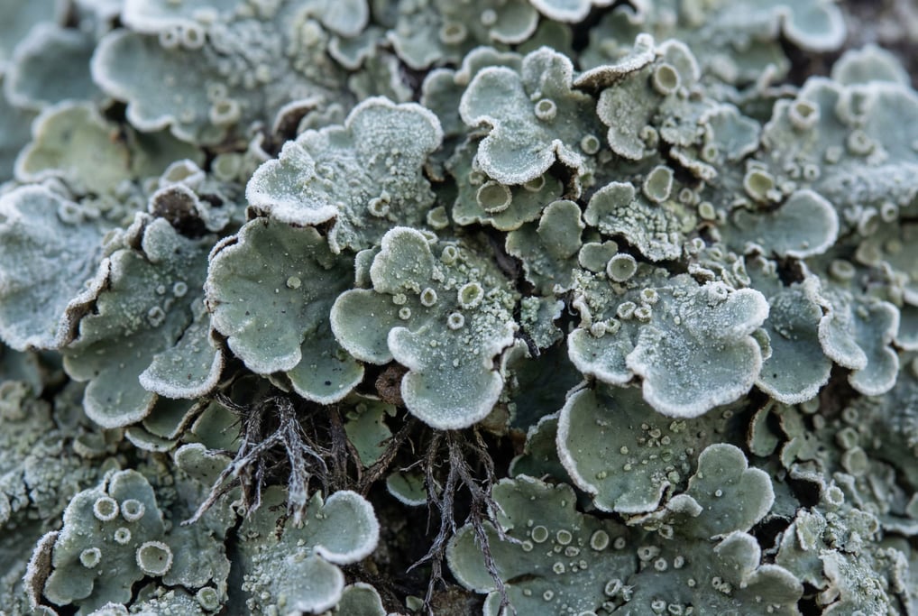 Lichen colony in extreme close-up filling the frame