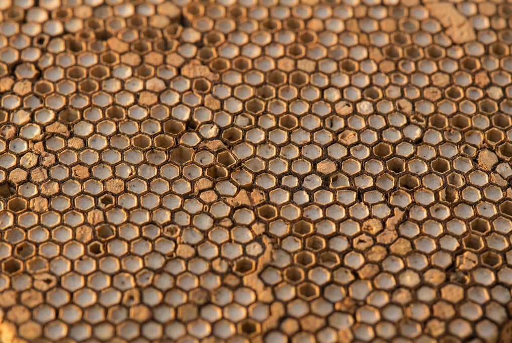 Cork in cross-section filling the frame