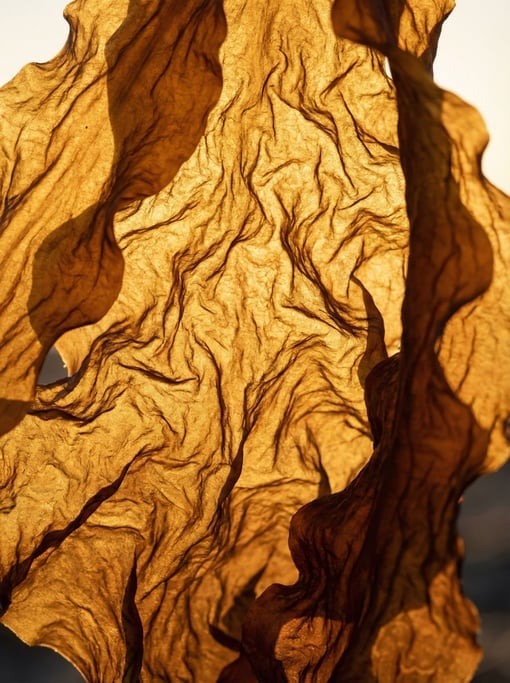 Dried kelp blade in extreme close-up shot tight with no border