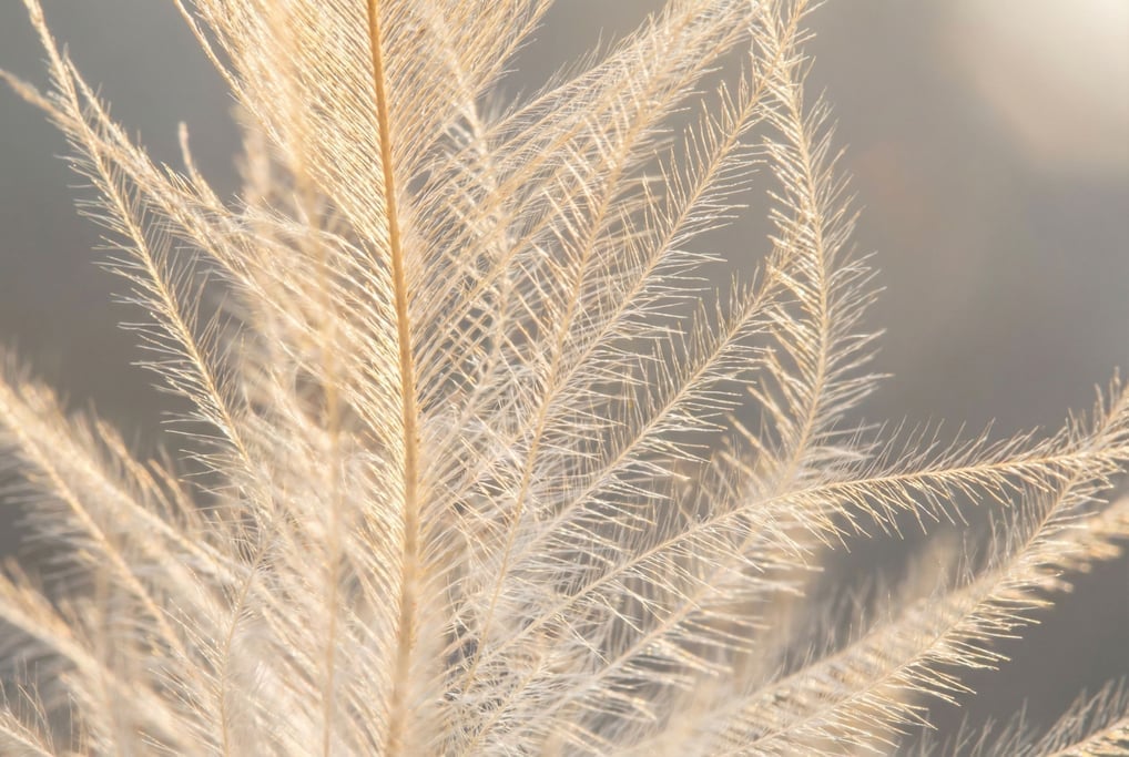 Downy feather barbs at extreme magnification filling the frame
