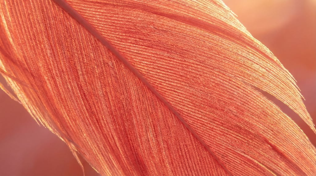 Flamingo feather in vivid coral-pink filling the frame