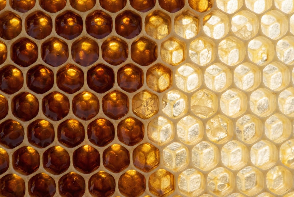 Honeycomb cross-section filling the frame with perfect hexagonal wax cells