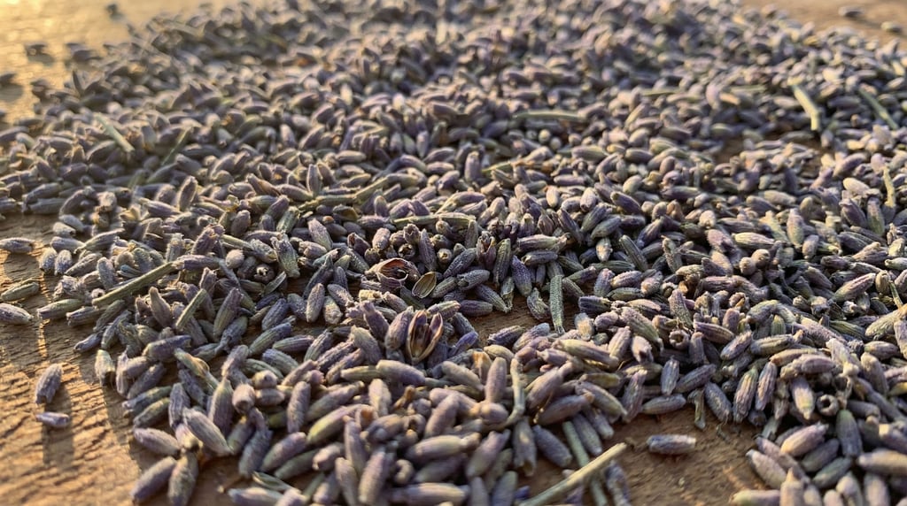 Dried lavender flower buds scattered densely across a surface filling the frame