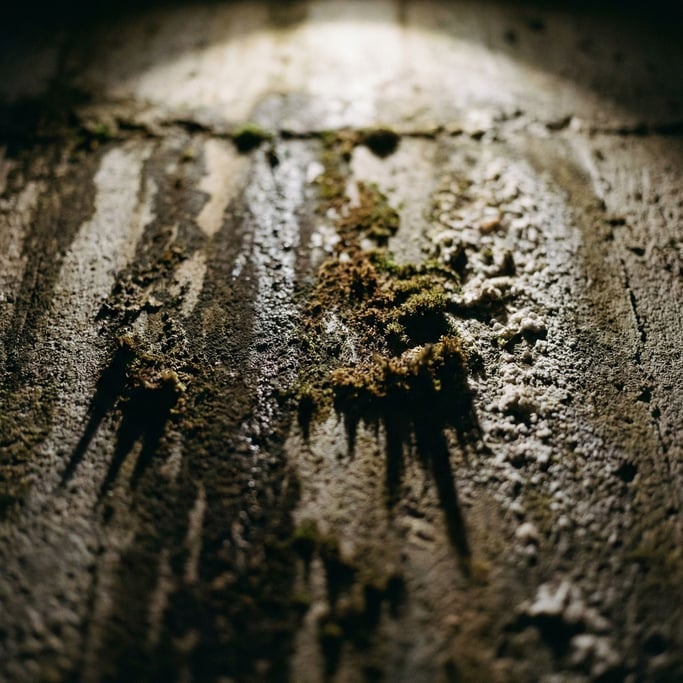 Extreme close-up of Old concrete wall with water stains, moss growth, and mineral deposits (1jwlqb3y)