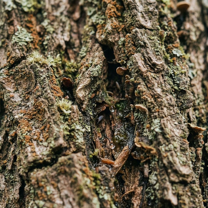 Extreme close-up of Tree bark in extreme macro (tckgwufl)