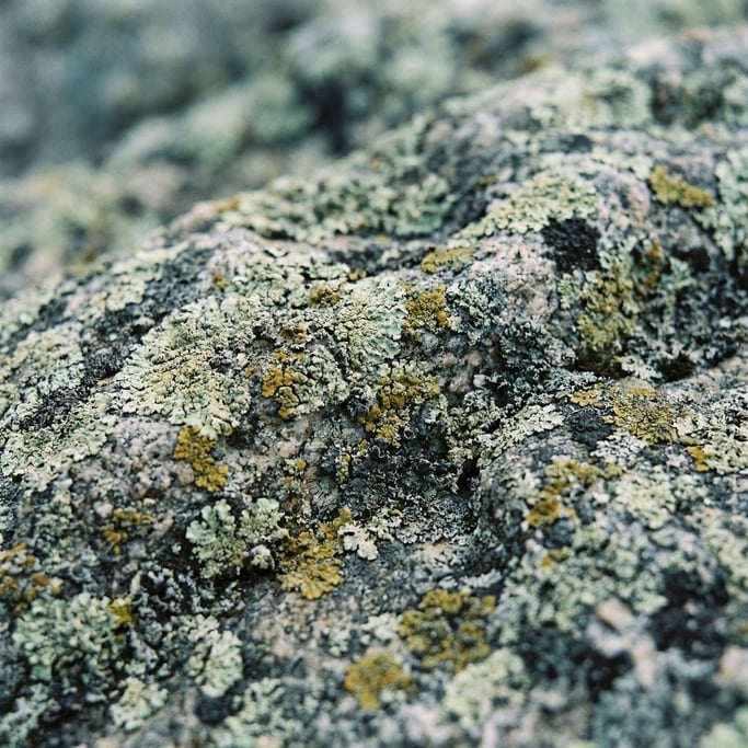 Extreme close-up of Lichen-covered granite, micro landscape of greens, yellows, and greys on rock (ujjpbkgu)