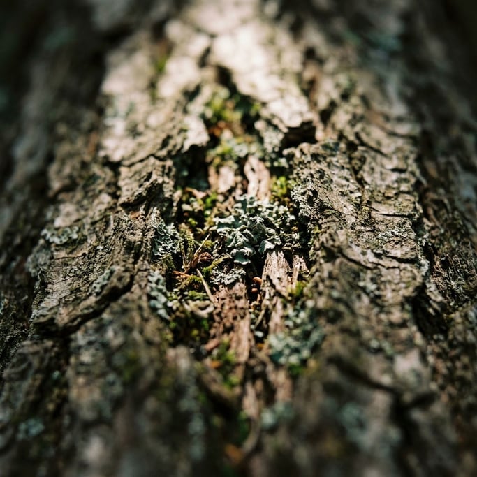 Extreme close-up of Tree bark in extreme macro (l6ijozky)