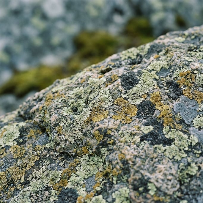 Extreme close-up of Lichen-covered granite, micro landscape of greens, yellows, and greys on rock (8uanjk3l)