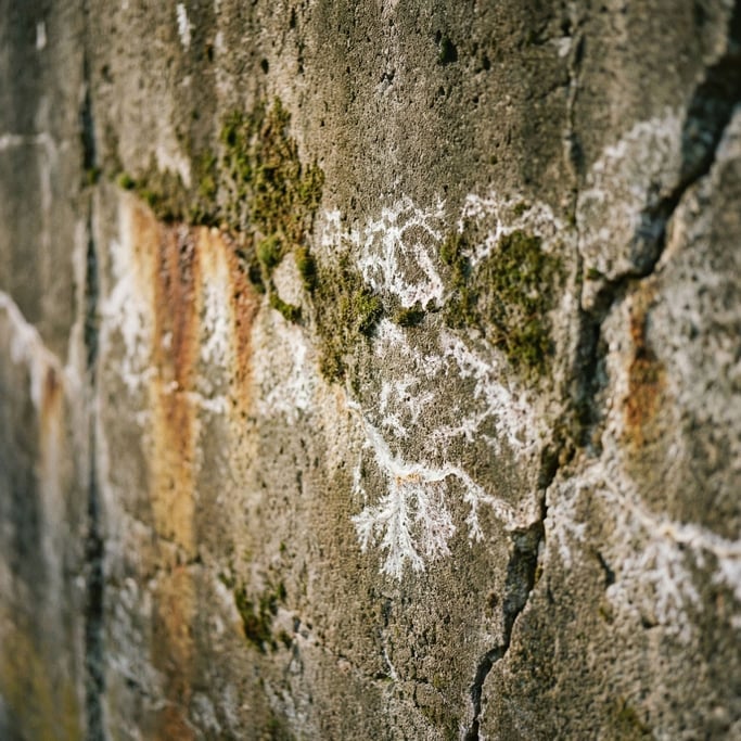 Extreme close-up of Old concrete wall with water stains, moss growth, and mineral deposits (21xh4g51)
