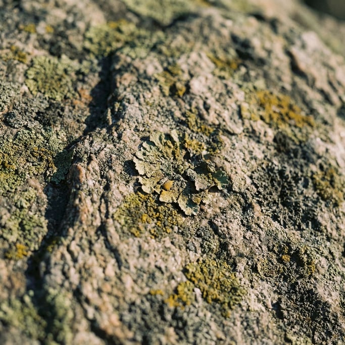 Extreme close-up of Lichen-covered granite, micro landscape of greens, yellows, and greys on rock (c1zp6a8a)