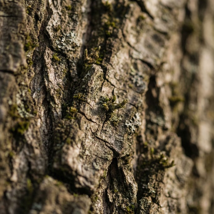 Extreme close-up of Tree bark in extreme macro (auv3dilx)