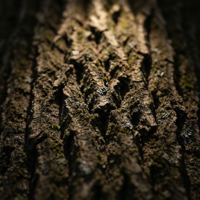 Extreme close-up of Tree bark in extreme macro